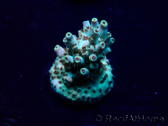 WYSIWYG Acropora 15X1 Mariculture acclimaté led