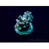WYSIWYG Acropora 15X1 Mariculture acclimaté led