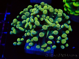 WYSIWYG Euphyllia paraancora (Marikultiviert, unter LED akklimatisiert) 4A2