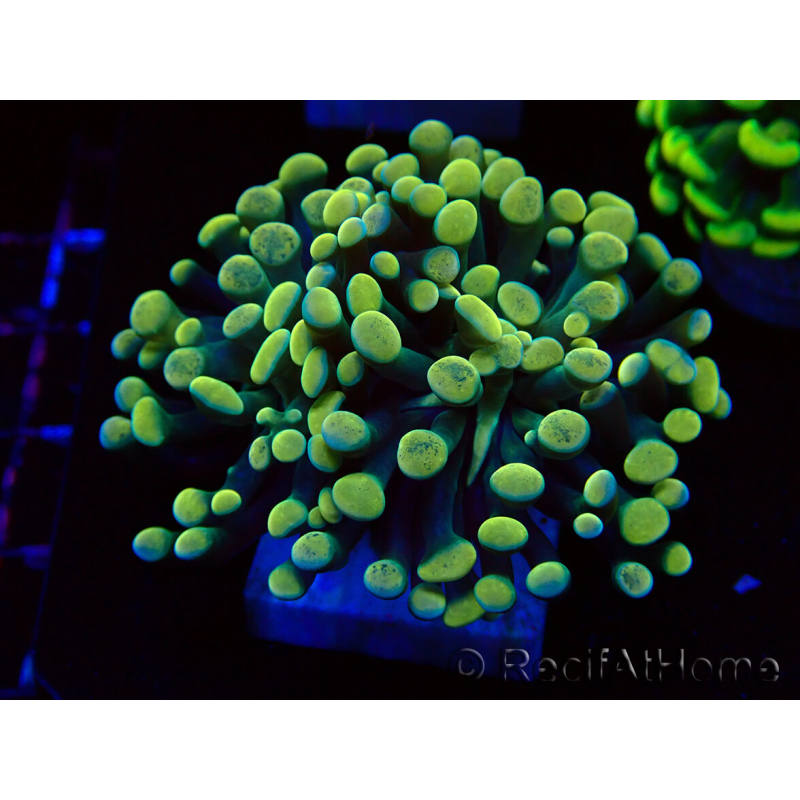 WYSIWYG Euphyllia paraancora (Maricultura aclimatada bajo LED) 4A2