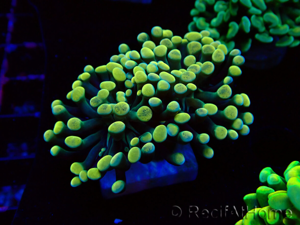 WYSIWYG Euphyllia paraancora (Mariculture acclimaté sous LED) 4A3