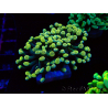 WYSIWYG Euphyllia paraancora (Maricultura aclimatada bajo LED) 4A3