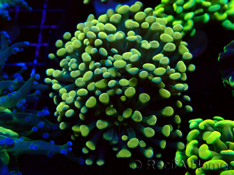 WYSIWYG Euphyllia paraancora (Maricultura acclimatata sotto LED) 4A4
