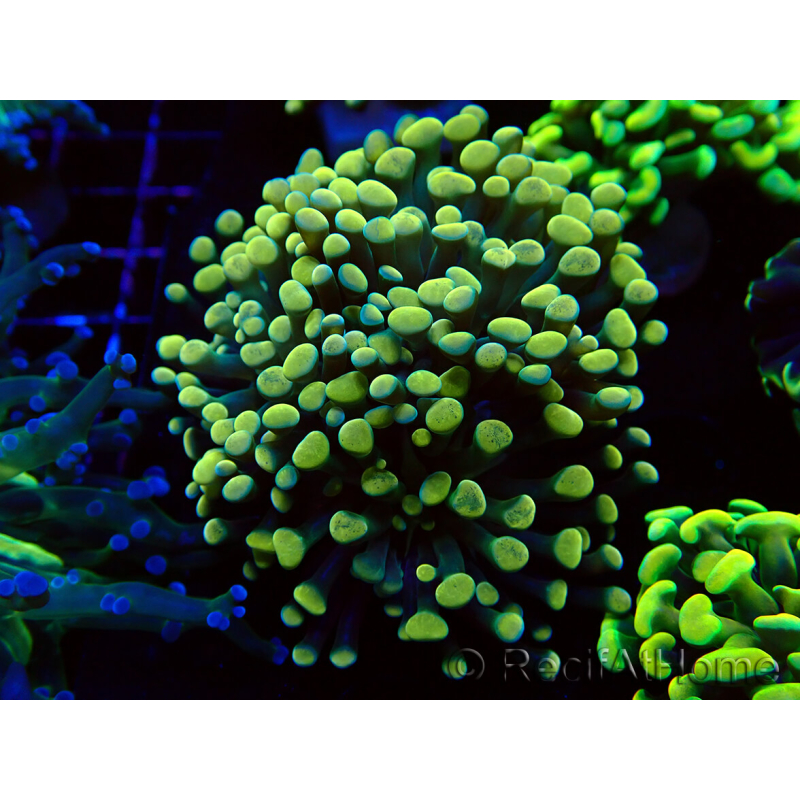 WYSIWYG Euphyllia paraancora (Mariculture acclimated under LED) 4A4
