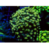 WYSIWYG Euphyllia paraancora (Mariculture acclimaté sous LED) 4A4
