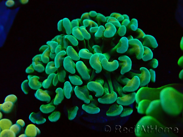 WYSIWYG Euphyllia paraancora (Maricoltura acclimatata sotto LED) 4A6