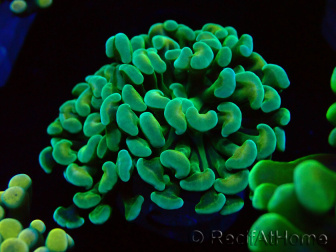 WYSIWYG Euphyllia paraancora (Maricoltura acclimatata sotto LED) 4A6