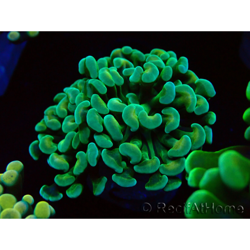 WYSIWYG Euphyllia paraancora (Marikultur akklimatisiert unter LED) 4A6
