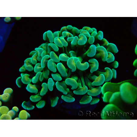 WYSIWYG Euphyllia paraancora (Maricoltura acclimatata sotto LED) 4A6