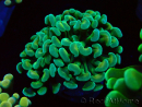 WYSIWYG Euphyllia paraancora (Maricoltura acclimatata sotto LED) 4A6