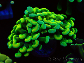 WYSIWYG Euphyllia paraancora (Maricoltura acclimatata sotto LED) 4A5