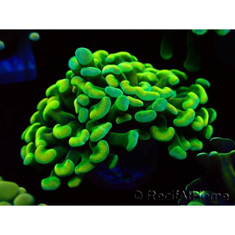 WYSIWYG Euphyllia paraancora (Mariculture acclimaté sous LED) 4A7