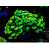 WYSIWYG Euphyllia paraancora (Mariculture acclimaté sous LED) 4A7