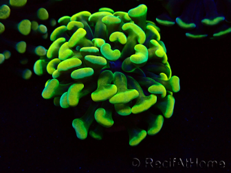 WYSIWYG Euphyllia paraancora (Mariculture acclimaté sous LED) 4A8