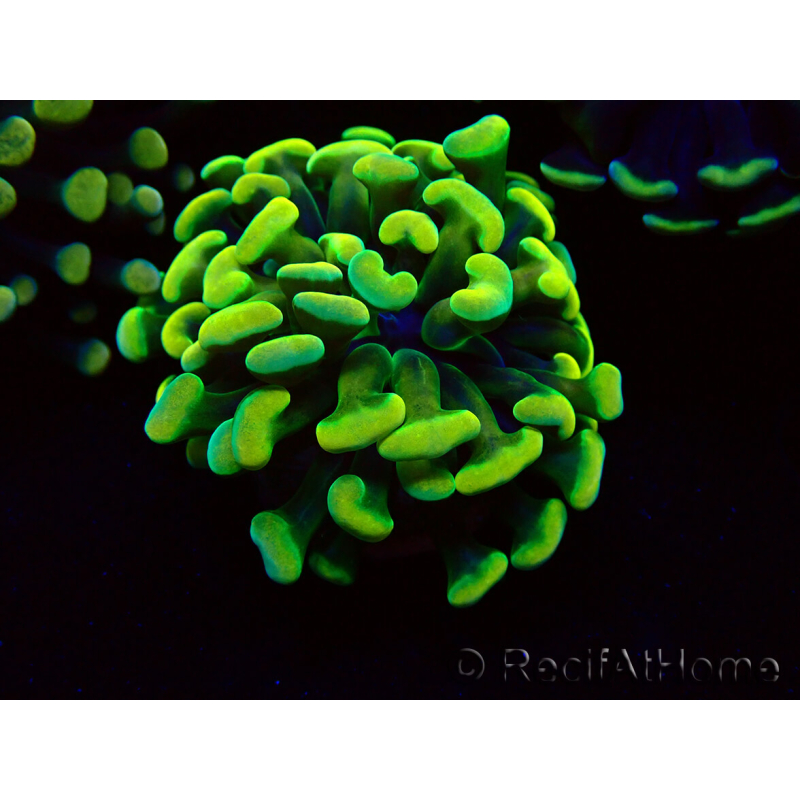WYSIWYG Euphyllia paraancora (Mariculture acclimaté sous LED) 4A8