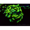 WYSIWYG Euphyllia paraancora (Maricultura aclimatada bajo LED) 4A6