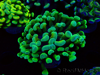 WYSIWYG Euphyllia paraancora (Mariculture acclimated under LED) 4B2