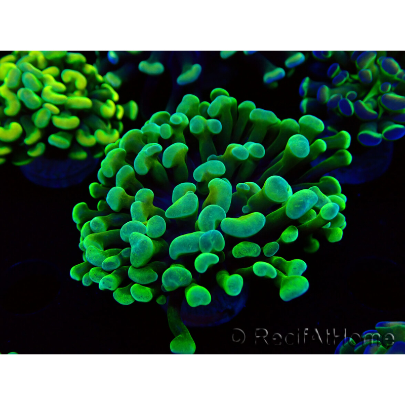 WYSIWYG Euphyllia paraancora (Mariculture acclimaté sous LED) 4B2