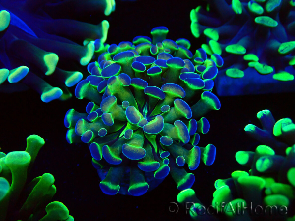 WYSIWYG Euphyllia paraancora (Maricoltura acclimatata sotto LED) 4B5