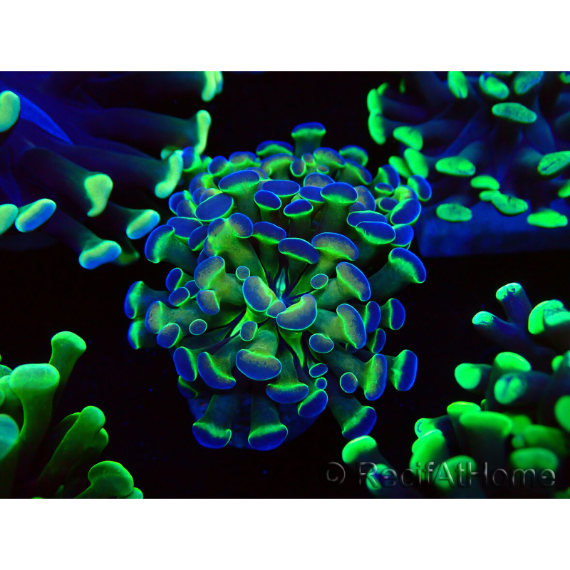 WYSIWYG Euphyllia paraancora (Maricultura aclimatada bajo LED) 4B5