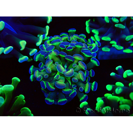 WYSIWYG Euphyllia paraancora (Maricoltura acclimatata sotto LED) 4B5