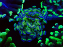 WYSIWYG Euphyllia paraancora HOLOGRAM (Mariculture acclimaté sous LED) 4B5
