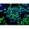 WYSIWYG Euphyllia paraancora (Mariculture acclimated under LED) 4B5