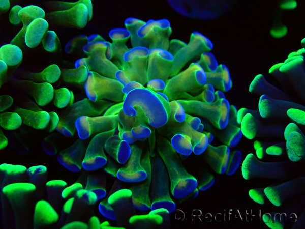 WYSIWYG Euphyllia paraancora (Mariculture acclimaté sous LED) 4B6