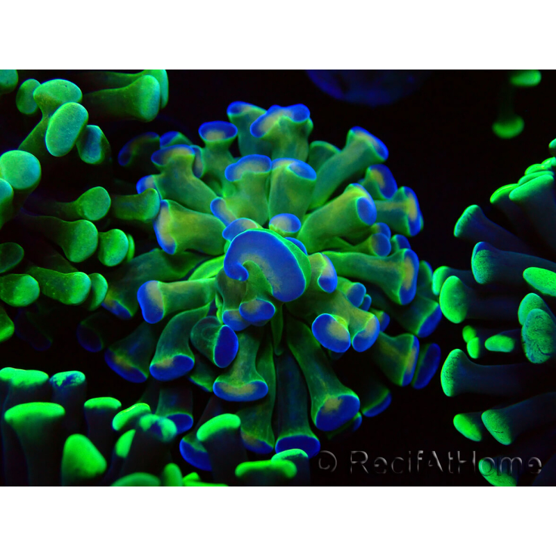 WYSIWYG Euphyllia paraancora (Maricultured acclimated under LED) 4B6