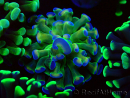 WYSIWYG Euphyllia paraancora (Mariculture acclimaté sous LED) 4B6