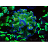 WYSIWYG Euphyllia paraancora (Marikultur, akklimatisiert unter LED) 4B6