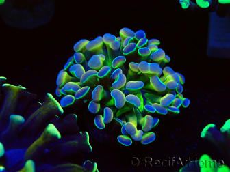 WYSIWYG Euphyllia paraancora (Mariculture acclimaté sous LED) 4B7
