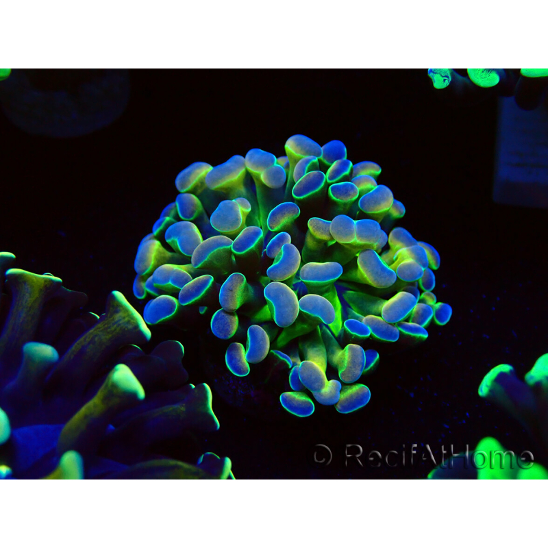 WYSIWYG Euphyllia paraancora (Mariculture acclimated under LED) 4B5