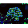 WYSIWYG Euphyllia paraancora (Mariculture acclimated under LED) 4B5