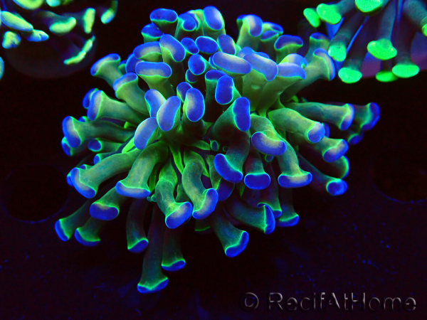 WYSIWYG Euphyllia paraancora (Mariculture acclimaté sous LED) 4B6