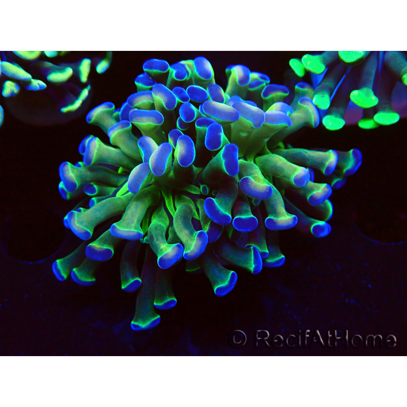 WYSIWYG Euphyllia paraancora (Maricultura aclimatada bajo LED) 4B6
