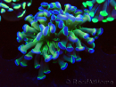 WYSIWYG Euphyllia paraancora (Maricoltura acclimatata sotto LED) 4B6