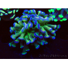 WYSIWYG Euphyllia paraancora HOLOGRAM (Mariculture acclimaté sous LED) 4B8