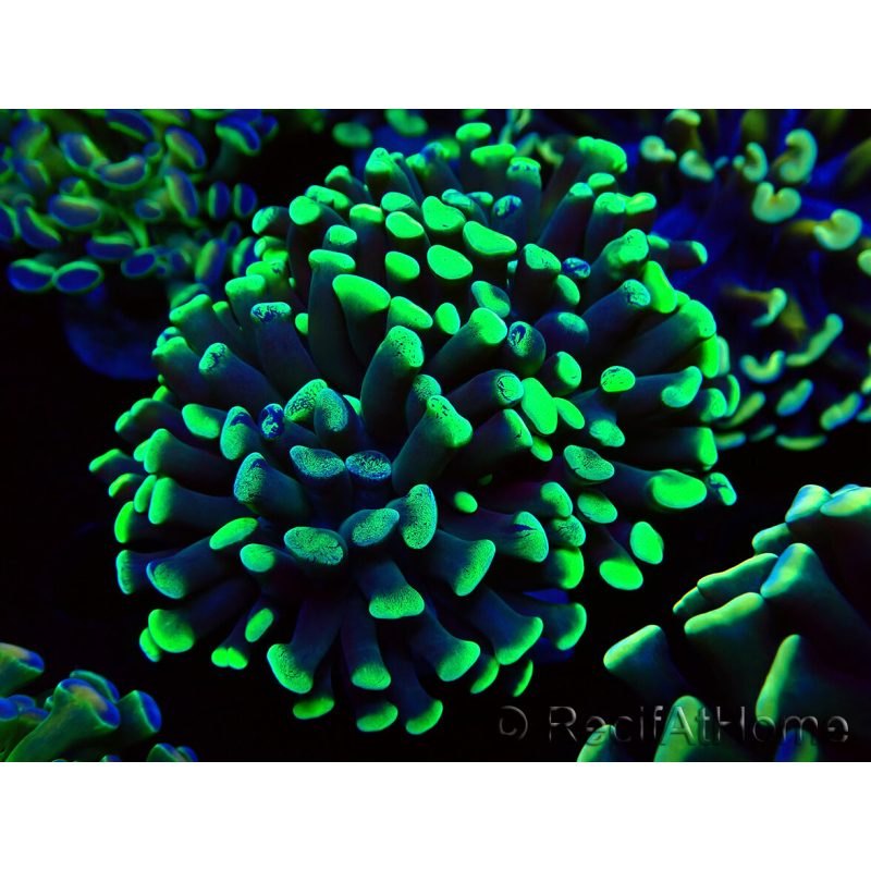 WYSIWYG Euphyllia paraancora (Maricultura aclimatada bajo LED) 4C2