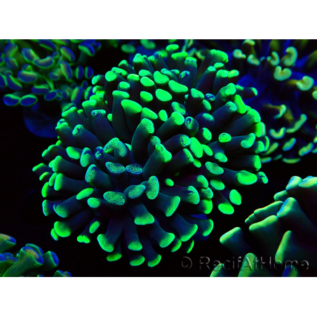 WYSIWYG Euphyllia paraancora (Maricoltura acclimatata sotto LED) 4C2