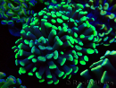 WYSIWYG Euphyllia paraancora (Maricultura aclimatada bajo LED) 4C2