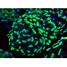 WYSIWYG Euphyllia paraancora (unter LED akklimatisierte Marikultur) 4C2