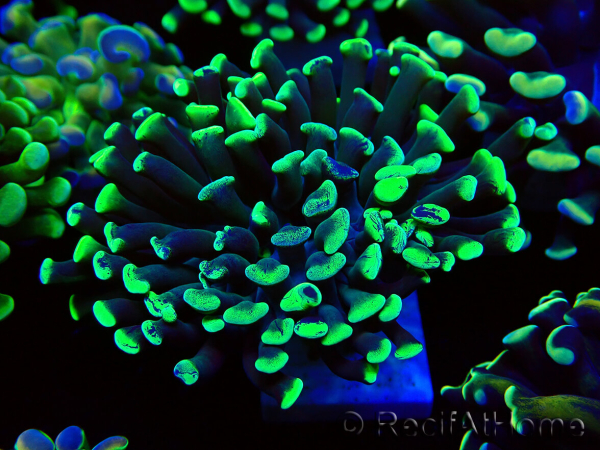 WYSIWYG Euphyllia paraancora (Mariculture acclimaté sous LED) 4C3