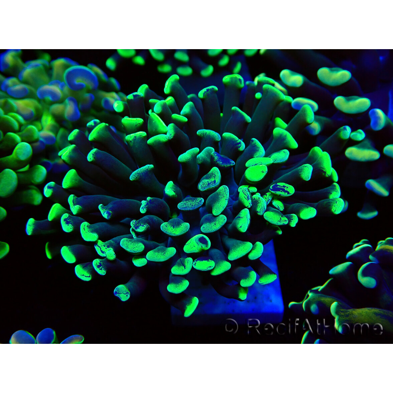 WYSIWYG Euphyllia paraancora (Marikultur akklimatisiert unter LED) 4C3