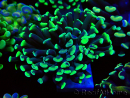 WYSIWYG Euphyllia paraancora (Mariculture acclimated under LED) 4C3