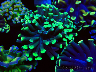 WYSIWYG Euphyllia paraancora (Maricultura acclimatata sotto LED) 4C4