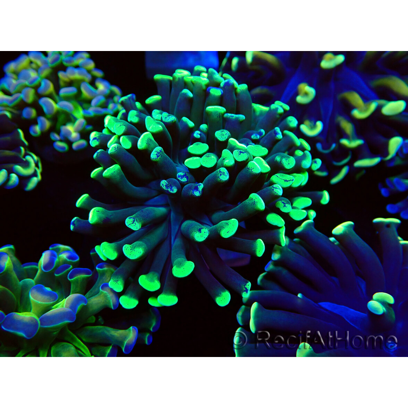WYSIWYG Euphyllia paraancora (Maricultura aclimatada bajo LED) 4C4