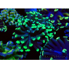 WYSIWYG Euphyllia paraancora (Mariculture acclimated under LED) 4C4