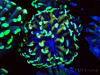 WYSIWYG Euphyllia paraancora (Mariculture acclimaté sous LED) 4C5