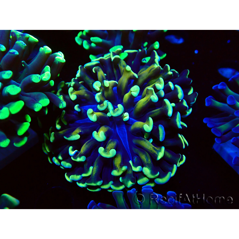WYSIWYG Euphyllia paraancora (Maricultura aclimatada bajo LED) 4C5